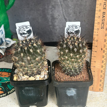 Neoporteria atrispinosa