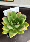 Echeveria agavoides hybrid