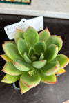 Echeveria agavoides hybrid
