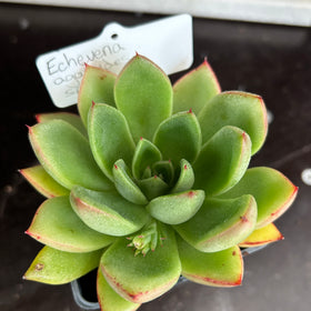 Echeveria agavoides hybrid