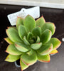 Echeveria agavoides hybrid