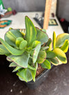 Crassula ‘Blue Bird’ variegata