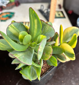 Crassula ‘Blue Bird’ variegata