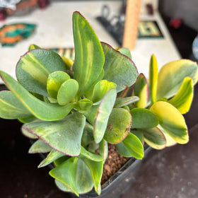 Crassula ‘Blue Bird’ variegata