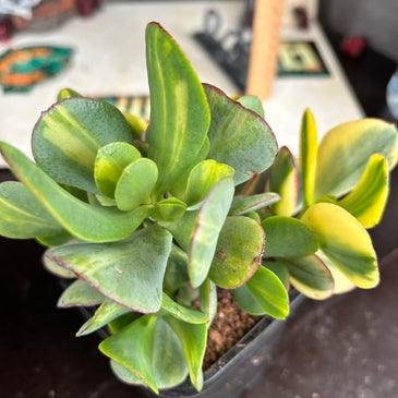 Crassula ‘Blue Bird’ variegata