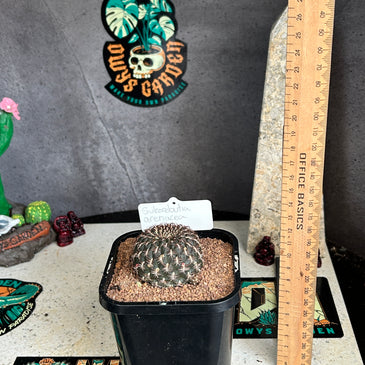 Sulcorebutia arenacea