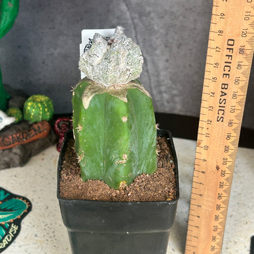 Astrophytum ‘lotus land’