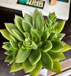 Echeveria agavoides hybrid