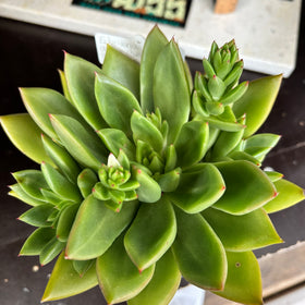 Echeveria agavoides hybrid