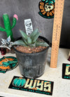 Agave pumila