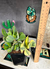 Crassula ‘Blue Bird’ variegata