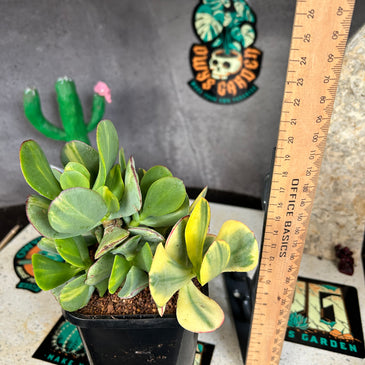 Crassula ‘Blue Bird’ variegata