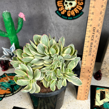 Crassula platyphylla ‘variegata’