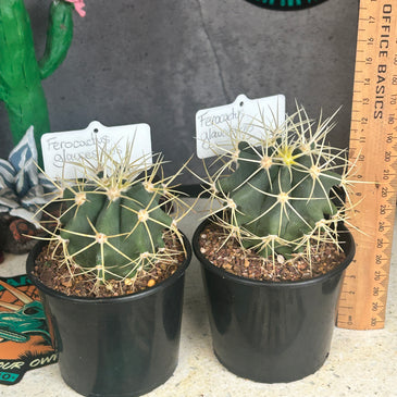Ferocactus glaucescens
