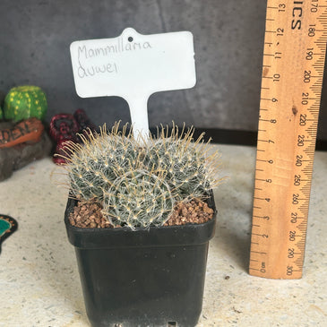 Mammillaria duwei