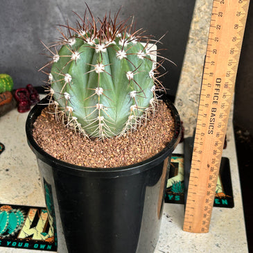Melocactus azures