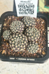 Sulcorebutia langeri