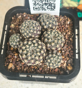 Sulcorebutia langeri