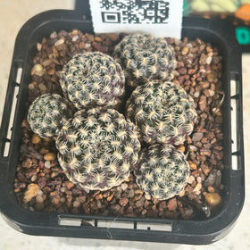 Sulcorebutia langeri
