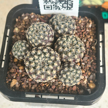 Sulcorebutia langeri