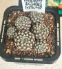 Sulcorebutia langeri