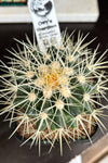 Echinocactus grusonii ( Golden Barrel )