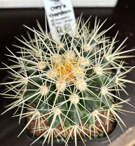 Echinocactus grusonii ( Golden Barrel )