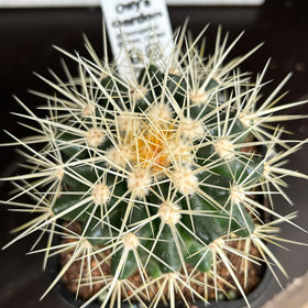 Echinocactus grusonii ( Golden Barrel )