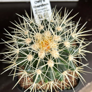Echinocactus grusonii ( Golden Barrel )