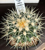 Echinocactus grusonii ( Golden Barrel )