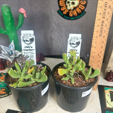 Rhombophyllum dolabriforme