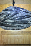 Belemnite plate