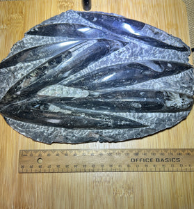 Belemnite plate