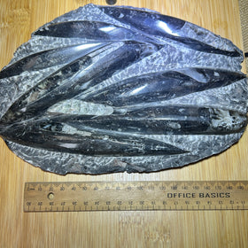 Belemnite plate