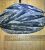 Belemnite plate