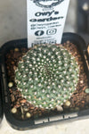 Rebutia marsoneri