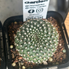 Rebutia marsoneri