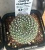 Rebutia marsoneri