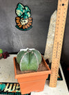 Astrophytum myriostigma