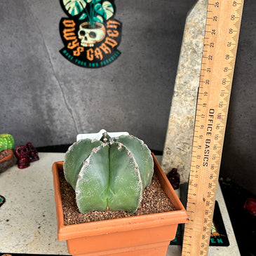Astrophytum myriostigma