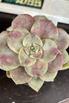 Graptopetalum ‘purple delight’