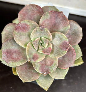 Graptopetalum ‘purple delight’