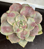 Graptopetalum ‘purple delight’