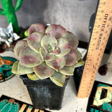 Graptopetalum ‘purple delight’