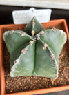 Astrophytum myriostigma