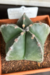 Astrophytum myriostigma