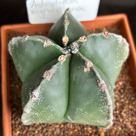 Astrophytum myriostigma