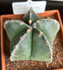 Astrophytum myriostigma