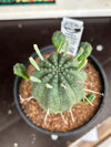 Euphorbia obesa hybrid