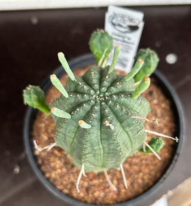 Euphorbia obesa hybrid